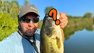 These 3 BAITS catch BIG BASS!