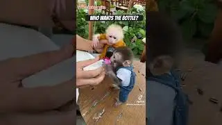 Baby Monkey Fight ￼