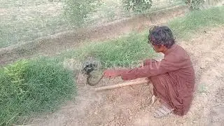 Jogi caught a snake from a farmer's Catching snake video snake video 2025  Nadeem jogi naag cobra tv