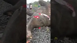 Assam Forest Depptil Accident || Railway News |.