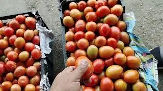 Tomato 🍅 Wholesale Market |Fruit mandi Islamabad | Sabzi Mandi Islamabad | Sabzi Mandi Isb |