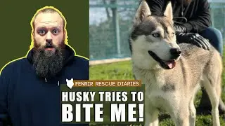 AGGRESSIVE HUSKY BITES DOG TRAINER - TRANSFORMATION