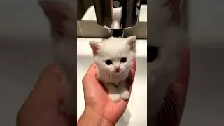 cute cat in the soap #asmr