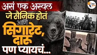 Wojtek: The Cigarette-Smoking and Drinking Bear Who Became a War Soldier! | Gajawaja