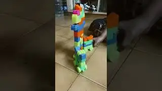 Ratham using #buildingblocks #train#ratham #shorts #fun #shortvideo #playtime #kids#creativity