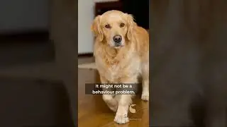 The Gut&ndash;Brain Connection in Dogs | How Food Affects Behaviour