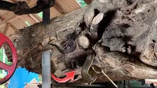 Almost endangered me and coworkers!! Deadly attack during American sawmill at factory