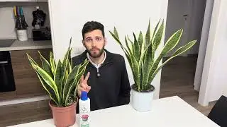 Coltivare la Sansevieria trifasciata &egrave; facile! 