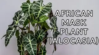 AFRICAN MASK PLANT (ALOCASIA) CARE & GROWING TIPS/JoyUsGarden