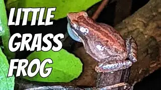 Little Grass Frog Calling #shorts #frog