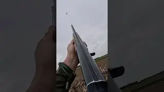 Tir pigeon ramier