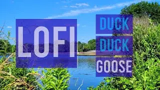 Lofi Beats with Geese + Ducks Which do you Prefer? #ducks #geese #naturequickie