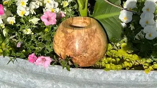 Spalted Birch  Hollow Form