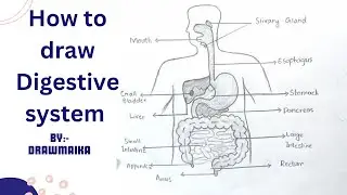 human digestive system | How to draw digestive system diagram?