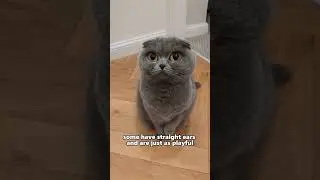 The Cutest Cat That Even Taylor Swift Can&rsquo;t Resist! #cat #cathealthtips #catlover