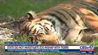 Tigers wander through unlocked door at Jacksonville Zoo