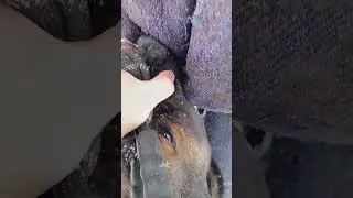 Учим хорошему хвату .