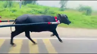 Titawi vala jhota like and subscribe 🙏
