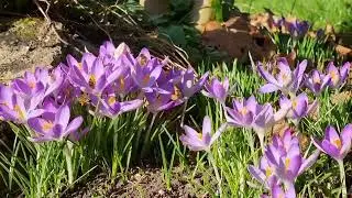 Iford Manor Newsletter February 2022