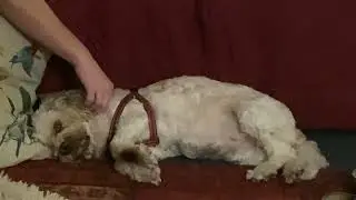 11 January 2026 #funnyanimals #beautifuldog #dog #funny #sydney #australia #sleep #cuteanimals #cute
