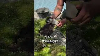 Would you try a Moss lawn area?