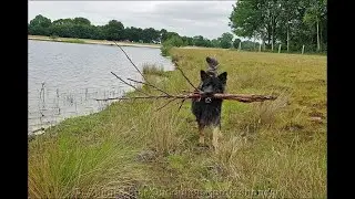 Ontzettend domme herder of juist een slimme oud duitse herder