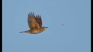Caccia al Tordo-Thrush hunting-Chasse a la grive  - صيد السمن -Benelli-Gemini chokes shotkam 2022- 1
