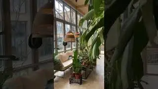 AROID ADDICT PHILODENDRON VARIEGATA(3)