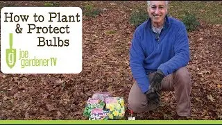 How to Plant and Protect Flower Bulbs