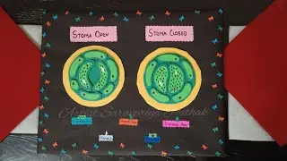 Stomata Model In Leaves (Open and Close) | Science Project | DIY | Plant Stomata
