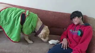 Pyara oreo #youtubeshorts #labrador #viral #trending #ytshorts #comedy #funny 