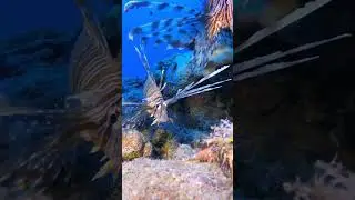 Red Sea Tropical Lionfish | Red Sea Diving Saudi Arabia | Red Sea Project | البحر الاحمر مشروع