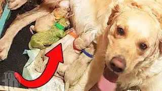 Dog Gives Birth To A Rare Green Puppy (Only 3 In The World)