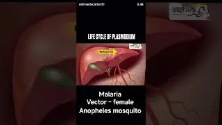 (malaria )life cycle of plasmodium vector - female anopheles mosquito 🦟#biology