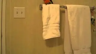 Echo the African Red Bellied Parrot: morning vocalizations