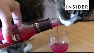 Wine For Cats And Dogs