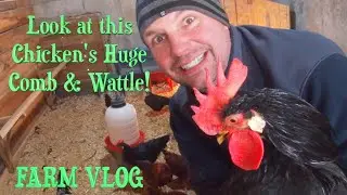 Have You Ever Seen A Chicken's Comb & Wattle this HUGE???
