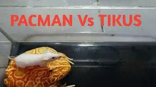 Kodok Pacman Makan Tikus || Pacman Frog Strawberry