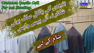 @QuailArea New Common Quails call for evening hunt | Batair ki awaz sham k leay | بٹیروں کی آواز