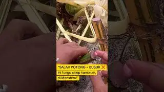 Ini Fungsi & Cara Pakai salep Kambiun Untuk Monstera