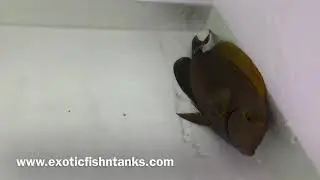 AMAZING Australian Dussumieri Tang
