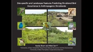 Site Specific and Landscape Features Predicting Shrubland Bird Use of Shrubland Habitats