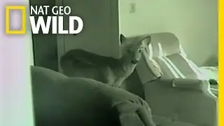 Bambi on the Lam | Most Wanted