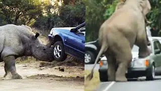 CAR CRASH COMPILATION 2020 - Animals attack car | CRASHES | TRUCK CRASHES | ACCIDENT