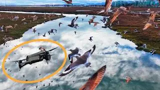 I Flew with 100s of Birds! [reupload to fix frame rate]