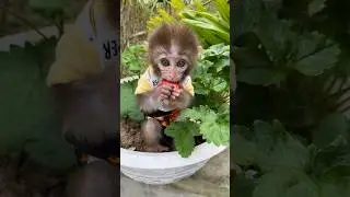 The pika monkey eating strawberries is extremely adorable 🍓