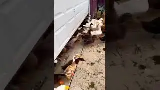 Duck army going on board 😜🤣#shorts #animals #duck #army