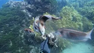 Дайвинг и подводная охота на островах Олдермен, Новая Зеландия. Часть 1.