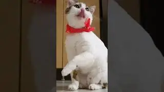 kucing habis makan #shorts #short #youtubeshorts