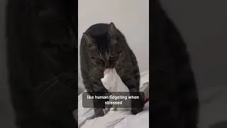 Что означает, когда кошки кусают одеяла 🧺🐾